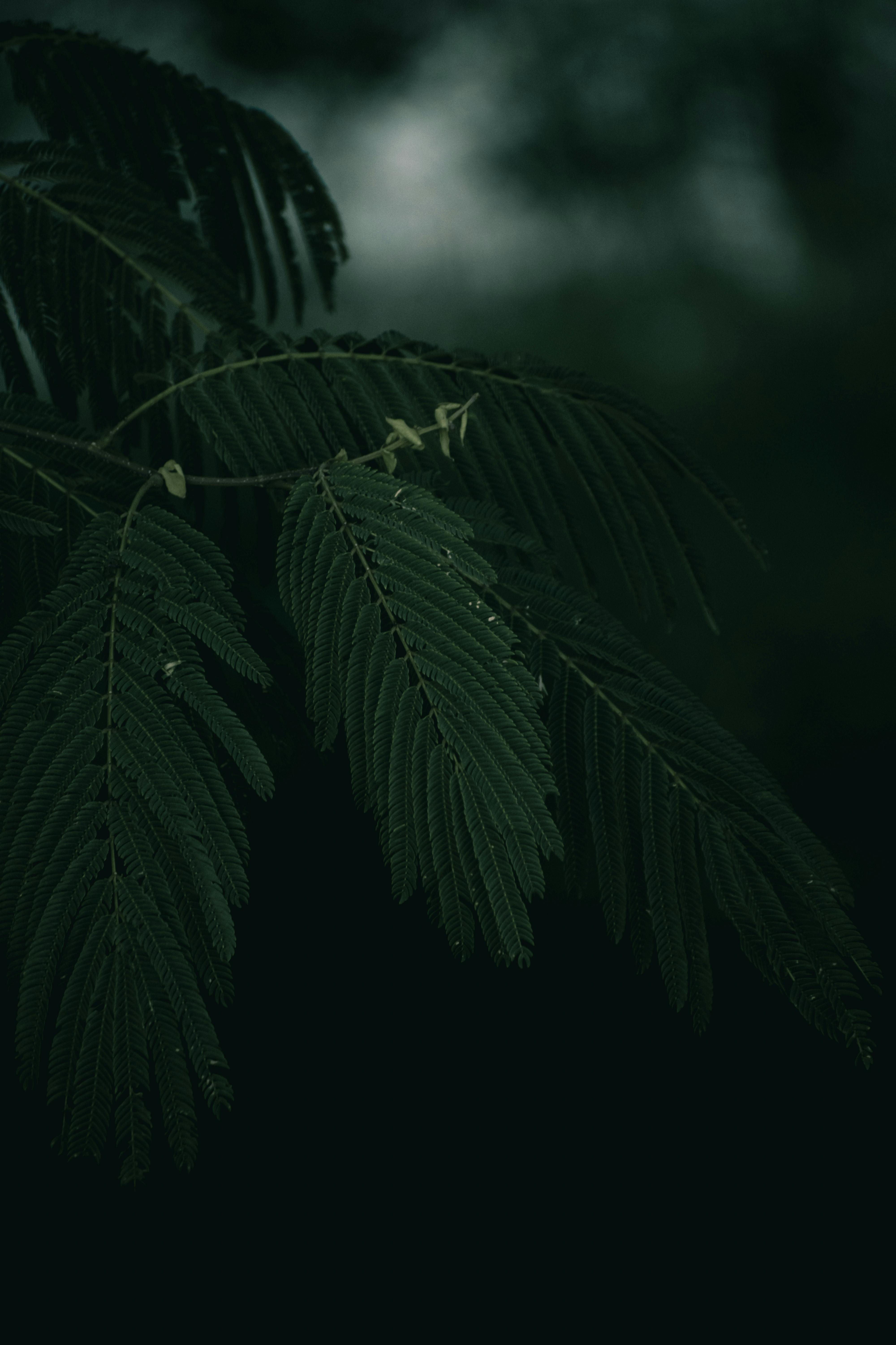 HD dark green aesthetic wallpapers  Peakpx