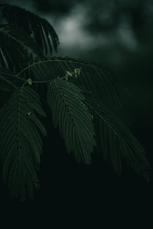 A dark green leaf with dark green leaves