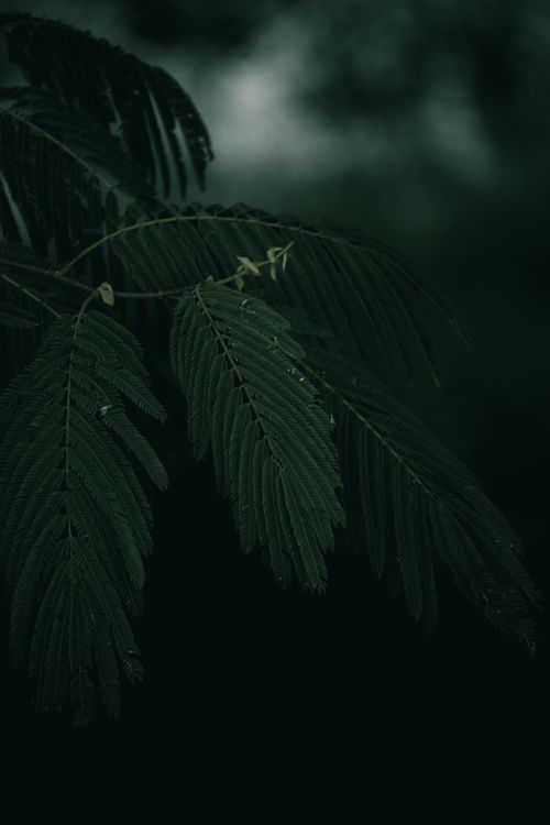 Free Silhouette of dark green leaves creating a moody forest atmosphere. Stock Photo