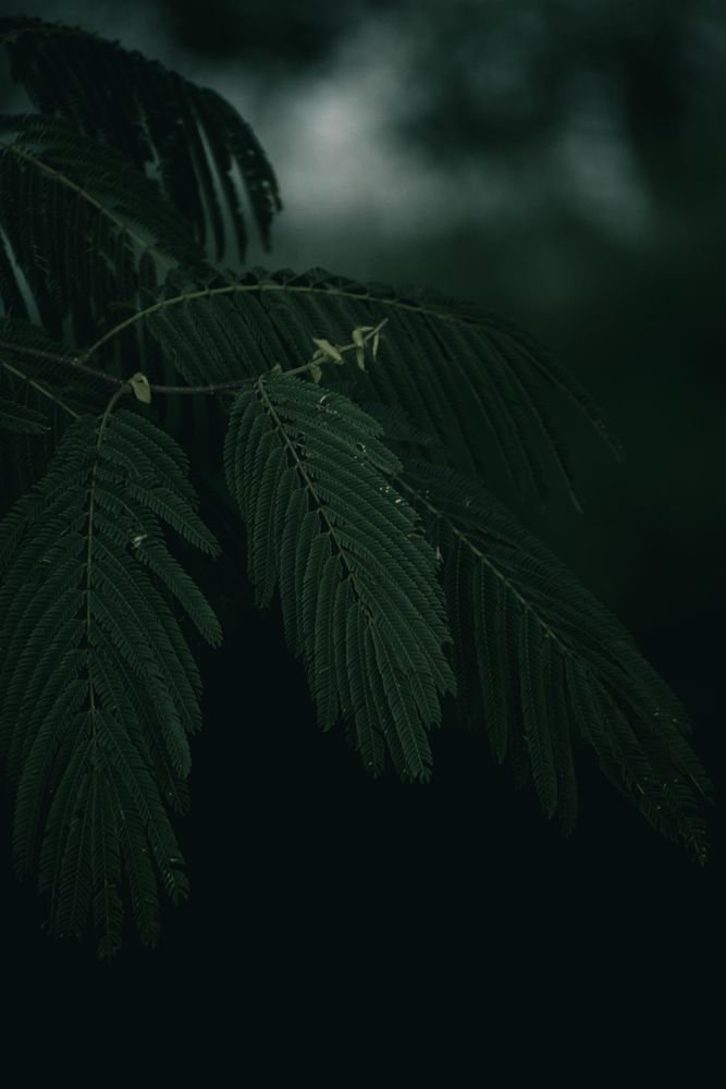 Black And Green Wallpaper Photos, Download The BEST Free Black And ...