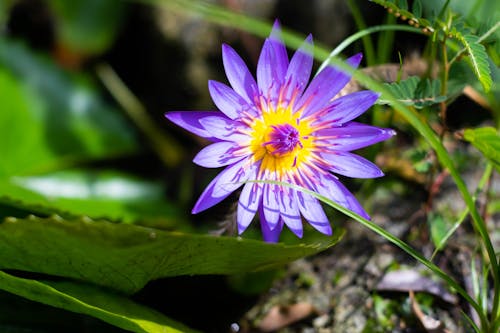 Close up of Purple Flower