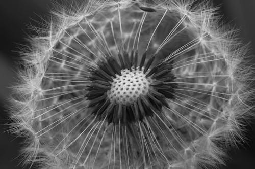 The details of the dandelion