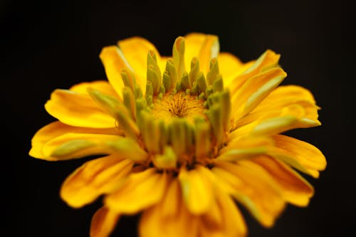 Yellow Blooms