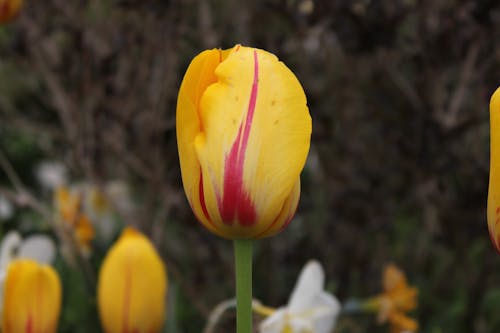 Close up of a Tulip