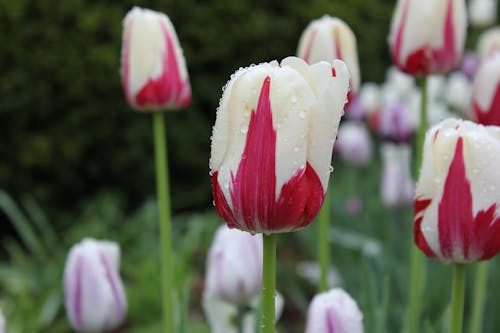 Close up of Tulips 