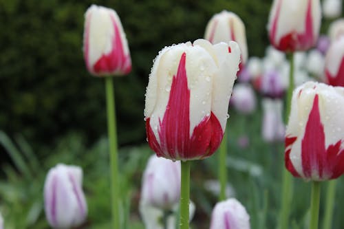 Kostnadsfri bild av anläggning, blommor, närbild