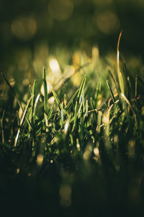 Free Lush green grass blades captured in a close-up during daytime with natural lighting. Stock Photo