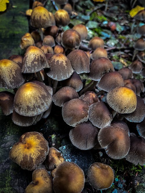 Free stock photo of forest, forest mushroom, fungi Stock Photo