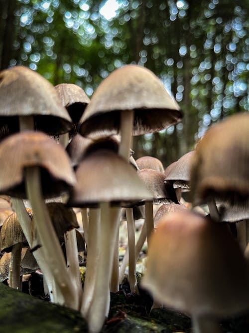 Free stock photo of defocused, forest, forest mushroom Stock Photo