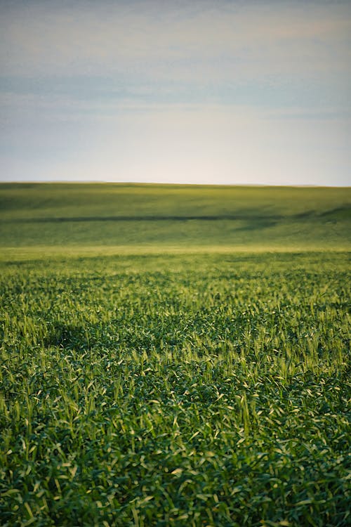 Green Plains under Clouds