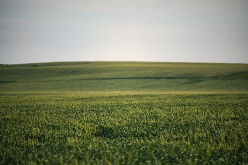 Безкоштовне стокове фото на тему «зелена трава, краєвид, поле»