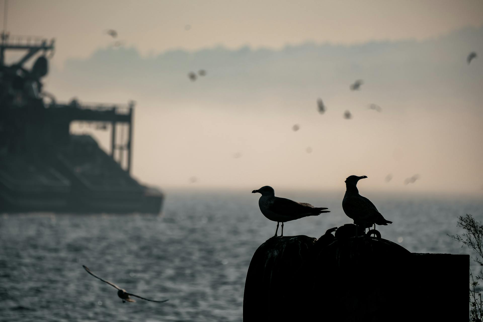 Silhouettes of Seagulls