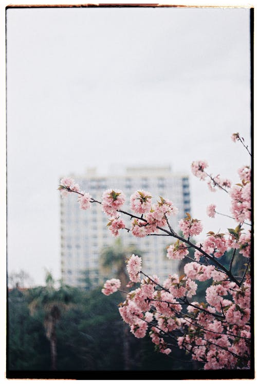 Безкоштовне стокове фото на тему «Polaroid, вертикальні постріл, весна»