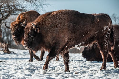 Ingyenes stockfotó állatok, bisons, hideg témában