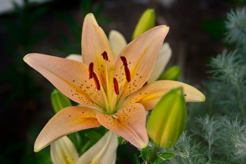 Foto d'estoc gratuïta de botànic, dia lily, flor