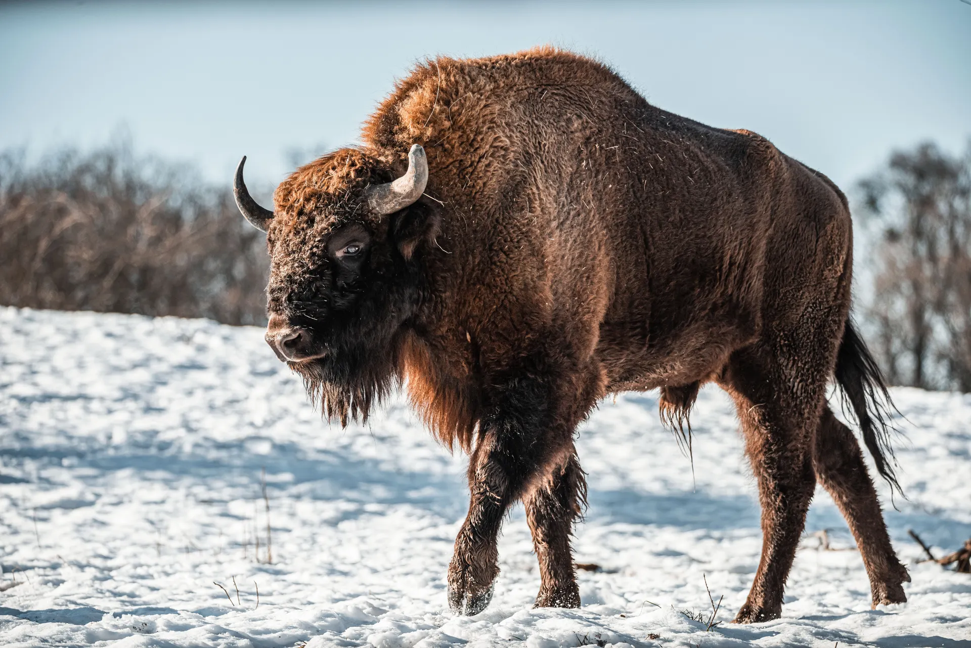 Bison in deep snow with geyser steam behind them in winter Yellowstone Bison in deep snow with geyser steam behind them in winter Yellowstone