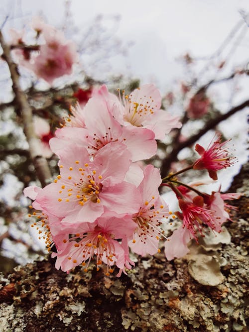 Δωρεάν στοκ φωτογραφιών με background, sakura, άνθη κερασιάς