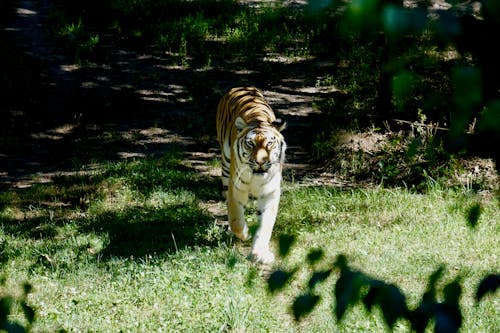 Foto d'estoc gratuïta de Àfrica, animal, tigre