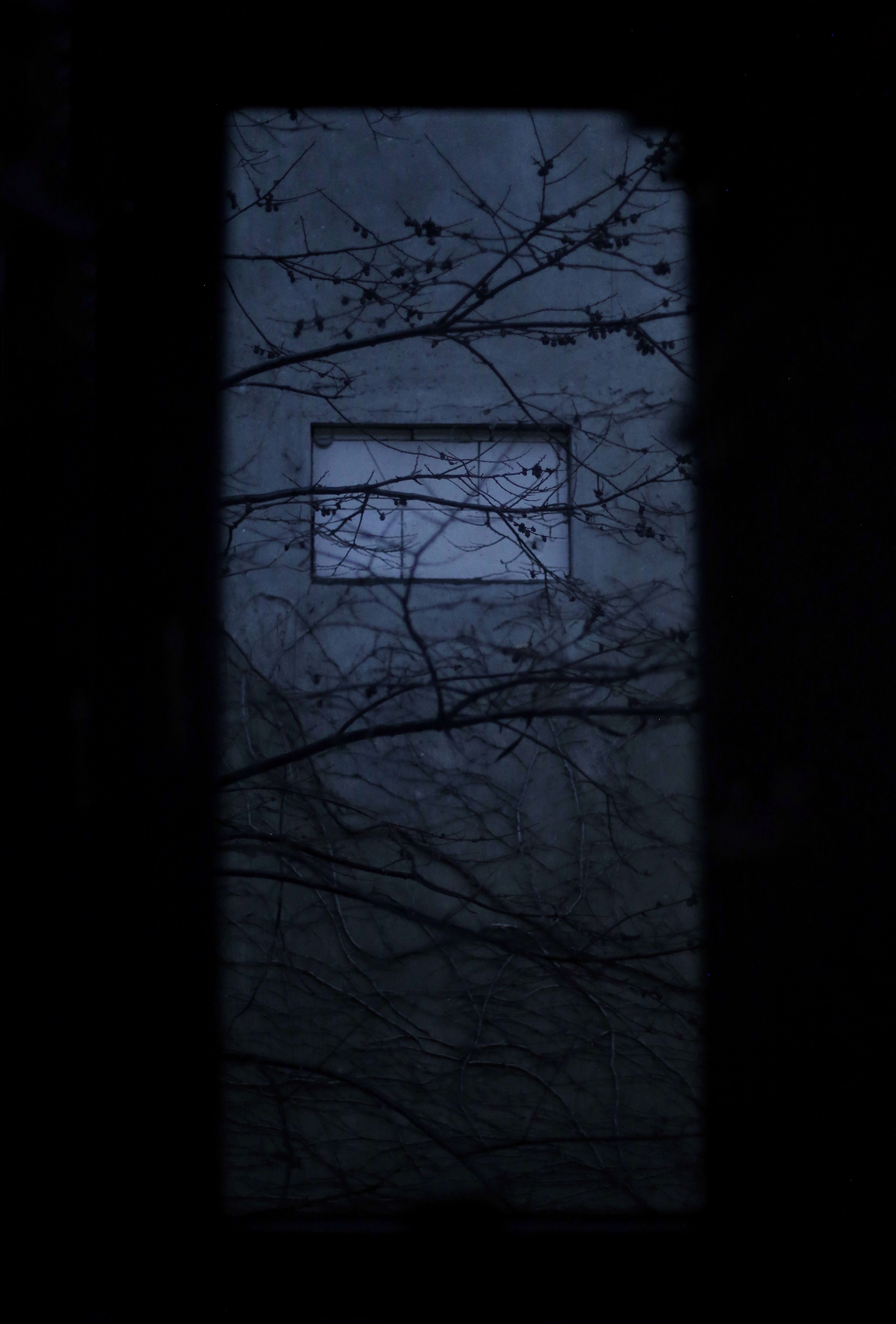 Gloomy scene of bare branches against a dark window in nighttime setting.