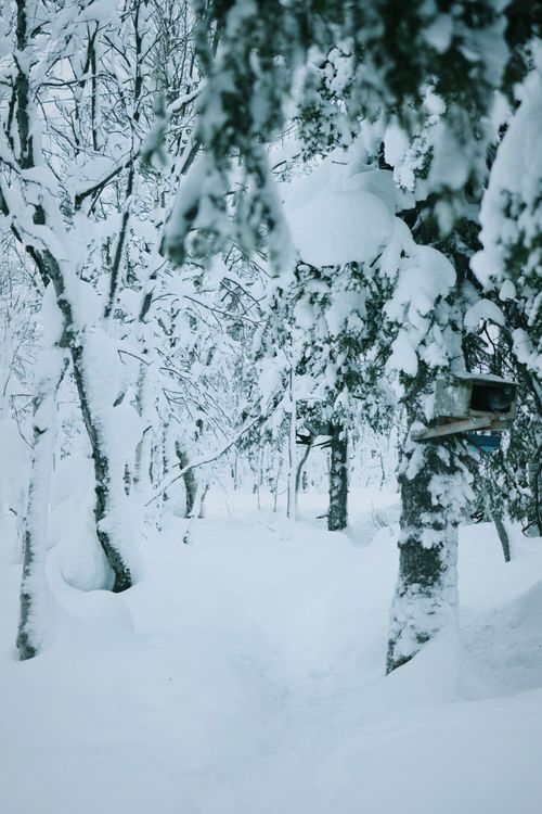 Free A peaceful winter forest covered in snow, creating a serene and tranquil atmosphere. Stock Photo