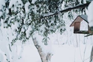 Bird House in Winter