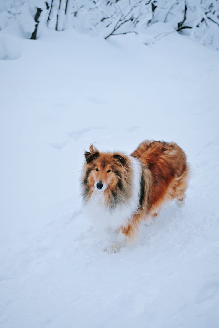 Dog In Snow