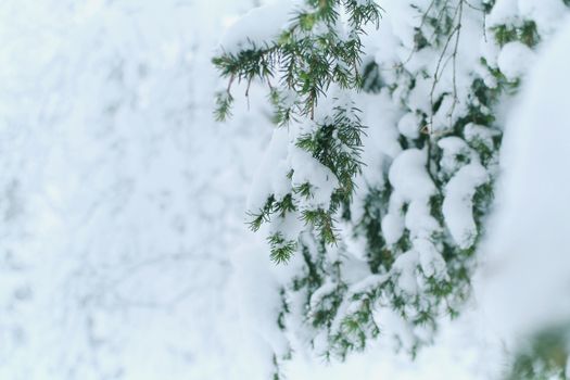 Evergreen Branches in Snow