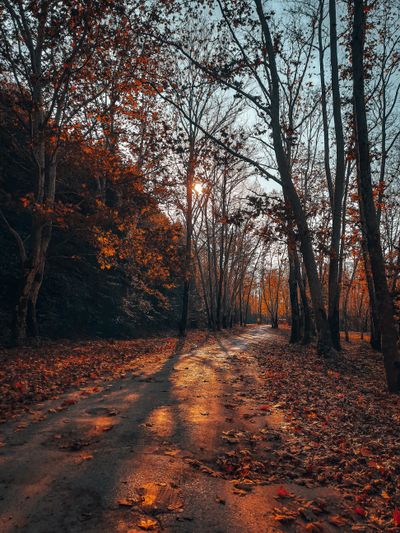 Autumn leaves in golden hour light, photo by Aynur Latfullin on Pexels