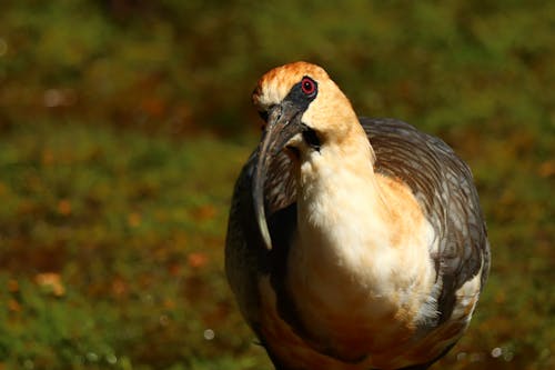 Kostenloses Stock Foto zu federn, ibis, nahansicht