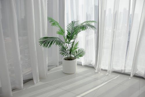 Foto profissional grátis de cortinas, cortinas brancas, folhas de palmeira