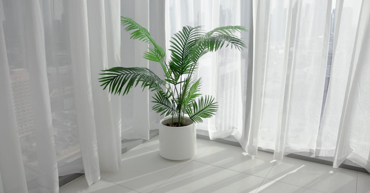 Créer un coin relaxation avec des plantes d'intérieur