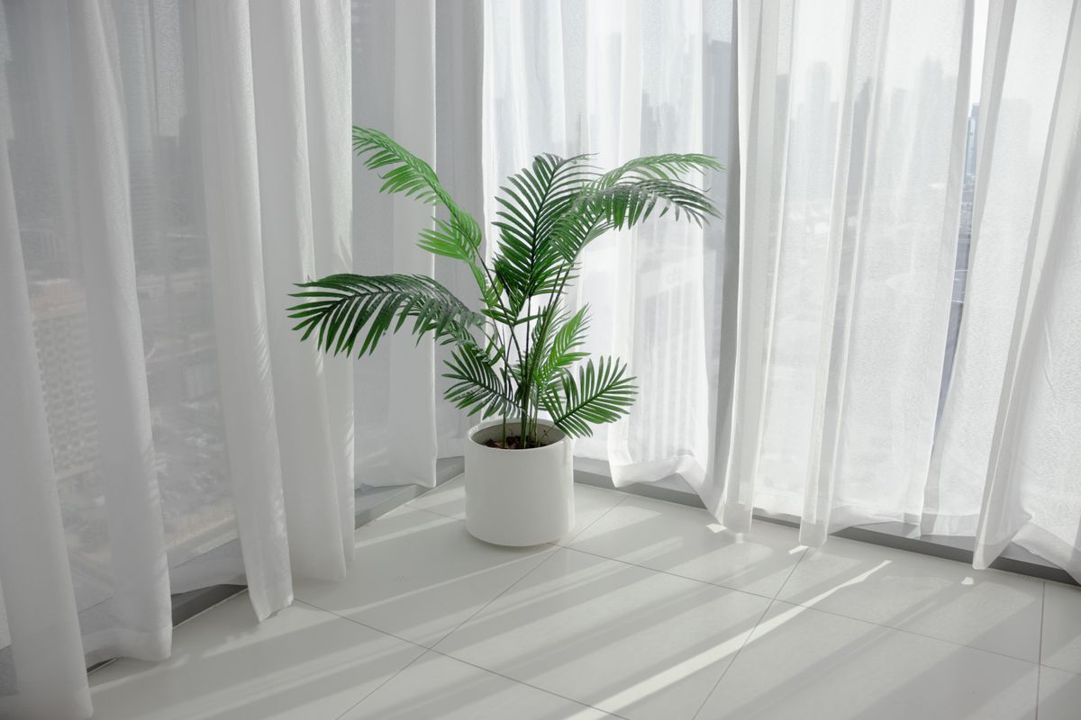 Palmeira de folhas finas em arco num vaso branco, no chão, ao lado de uma cortina clara