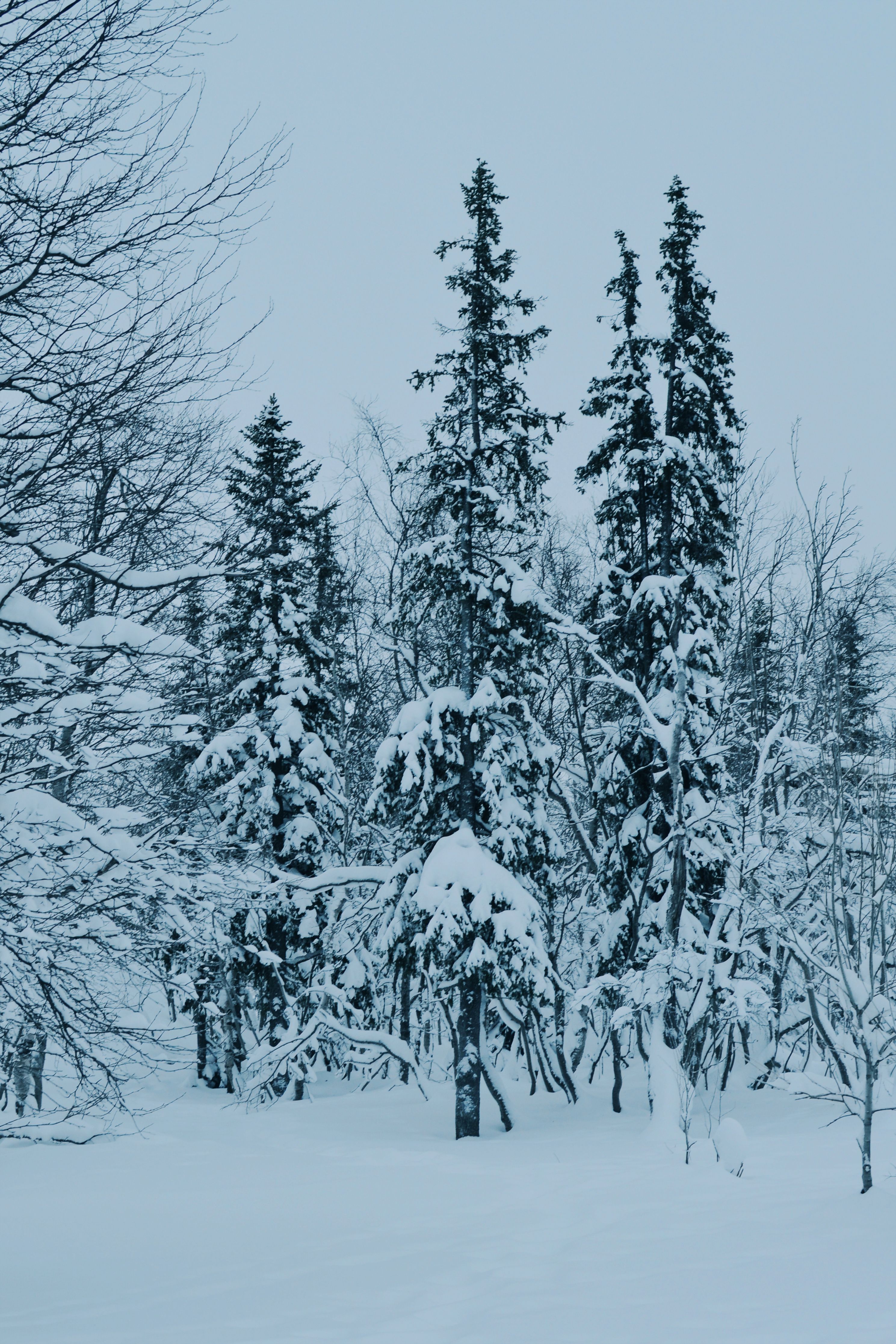 Coniferous Trees in Snow · Free Stock Photo