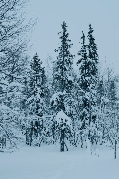 Free A serene snow-covered coniferous forest showcasing winter's beauty. Stock Photo