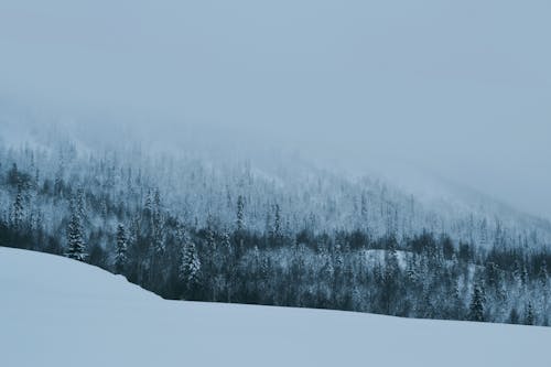 ağaçlar, doğa, kar yağışlı içeren Ücretsiz stok fotoğraf