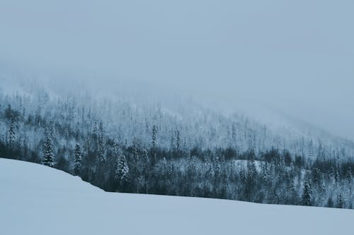 下雪的, 冬季, 大雪覆蓋 的 免費圖庫相片