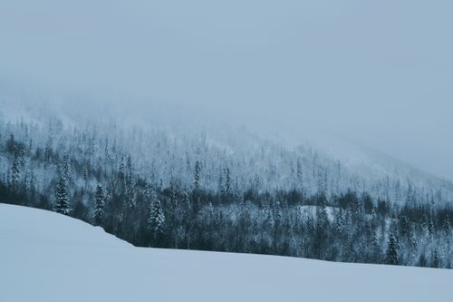 Free Dense snow-covered forest on a foggy winter hillside, capturing a serene winter scene. Stock Photo