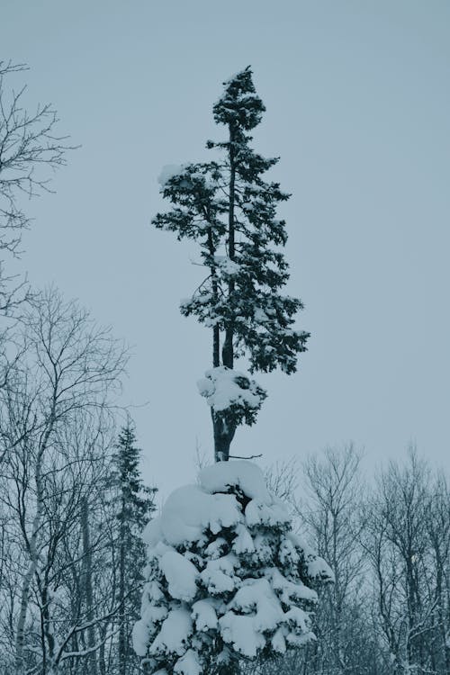 Ilmainen kuvapankkikuva tunnisteilla lumi, puut, pystysuuntainen laukaus