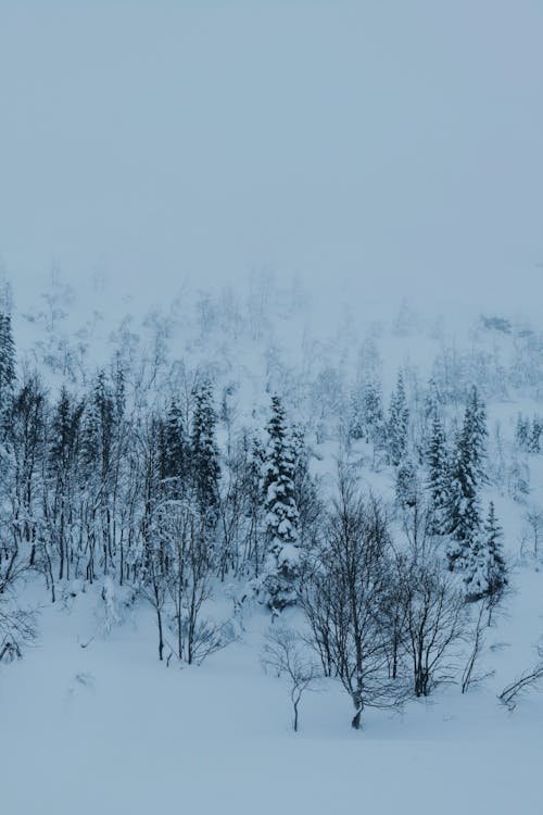 Foto d'estoc gratuïta de arbres, boira, bosc