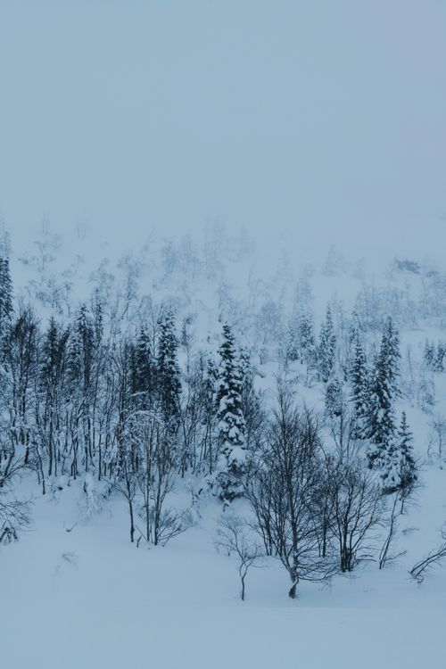 Free Serene winter landscape showcasing snow-covered trees and a misty forest backdrop. Stock Photo