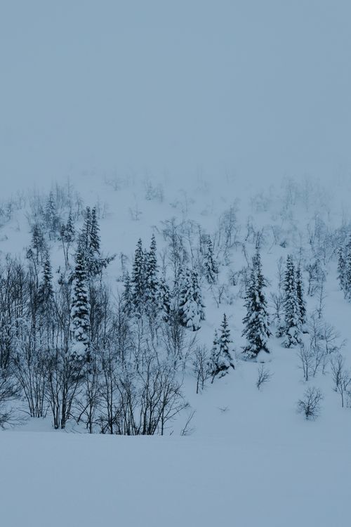Free Serene winter forest enveloped in mist and snow with towering fir trees. Stock Photo