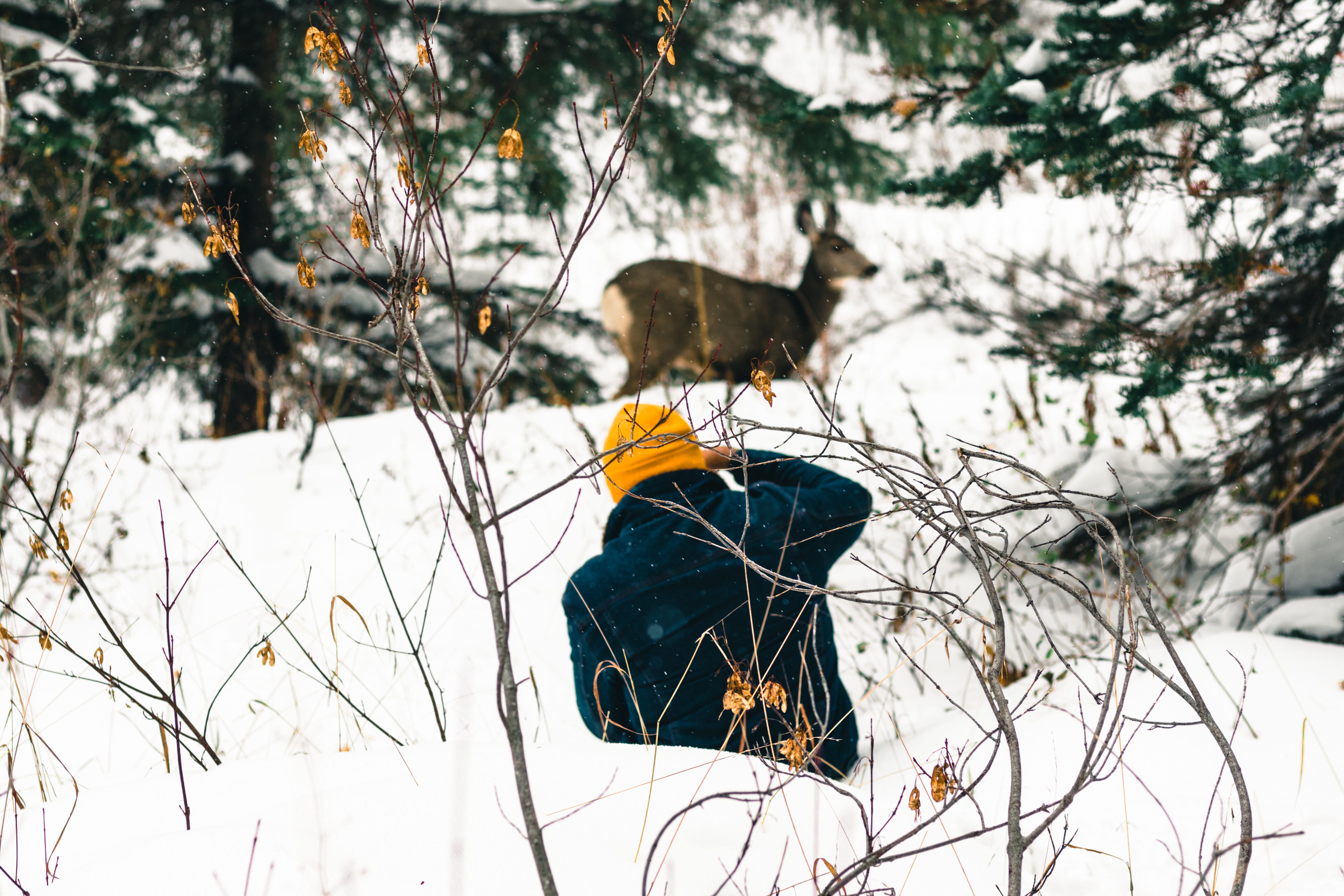 A hiker photographs a deer in the snowy woods of Waterton Park, Alberta.