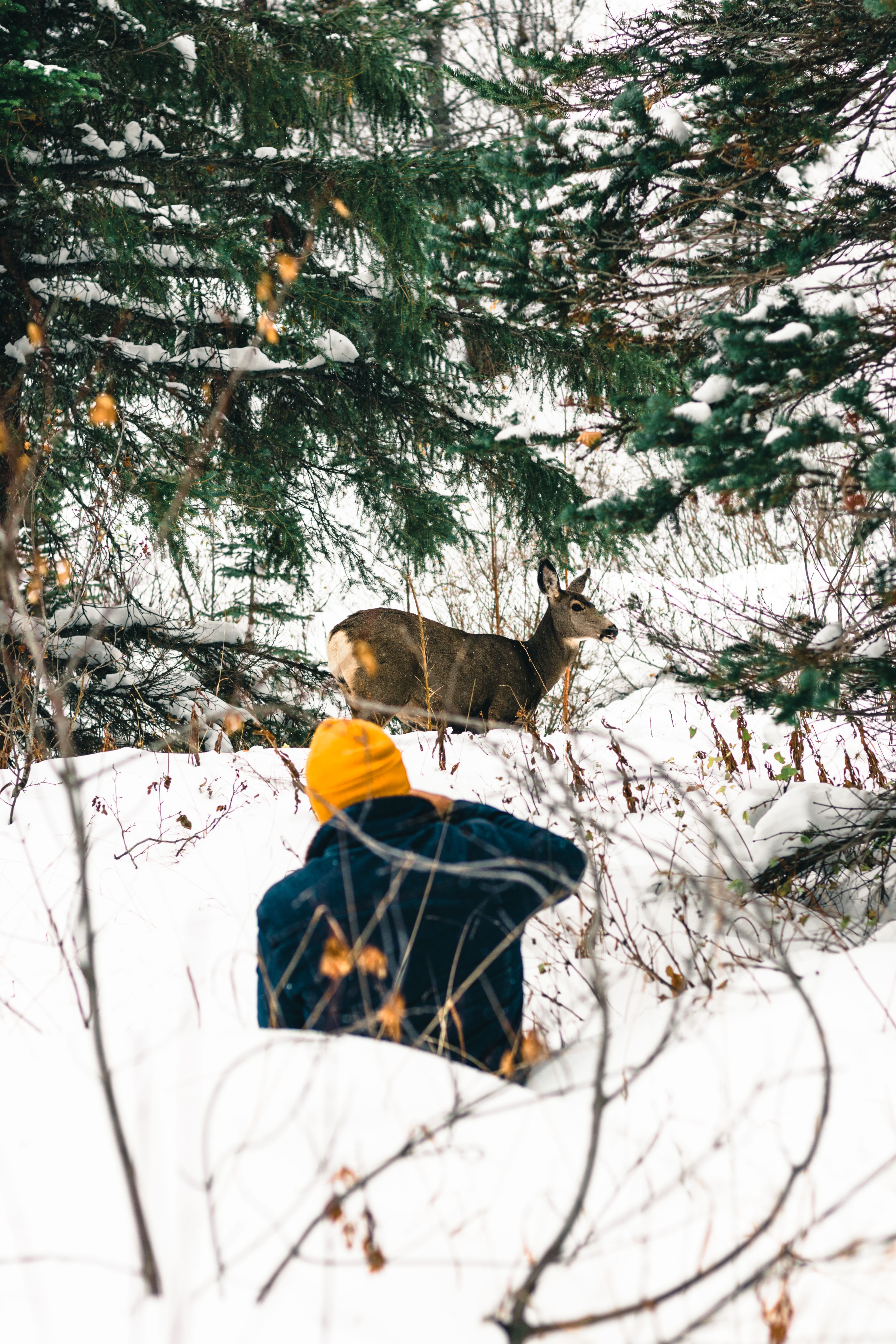 Capture of a deer and hiker in snowy Waterton Park, Canada.