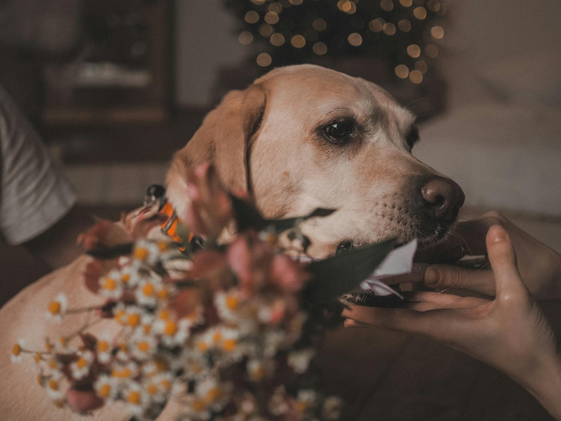 Woman Hands around Dog Head