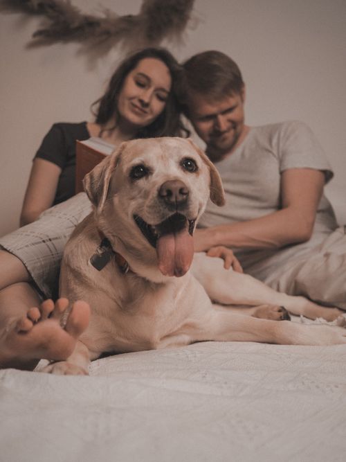 Free A joyful Labrador with a couple relaxing on the bed at home, creating a cozy atmosphere. Stock Photo