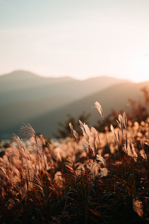 7 000 Best Golden Hour Photos 100 Free Download Pexels Stock Photos