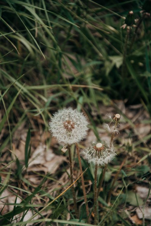 Free A close-up shot of dandelions with fluffy seeds in a grassy field. Stock Photo