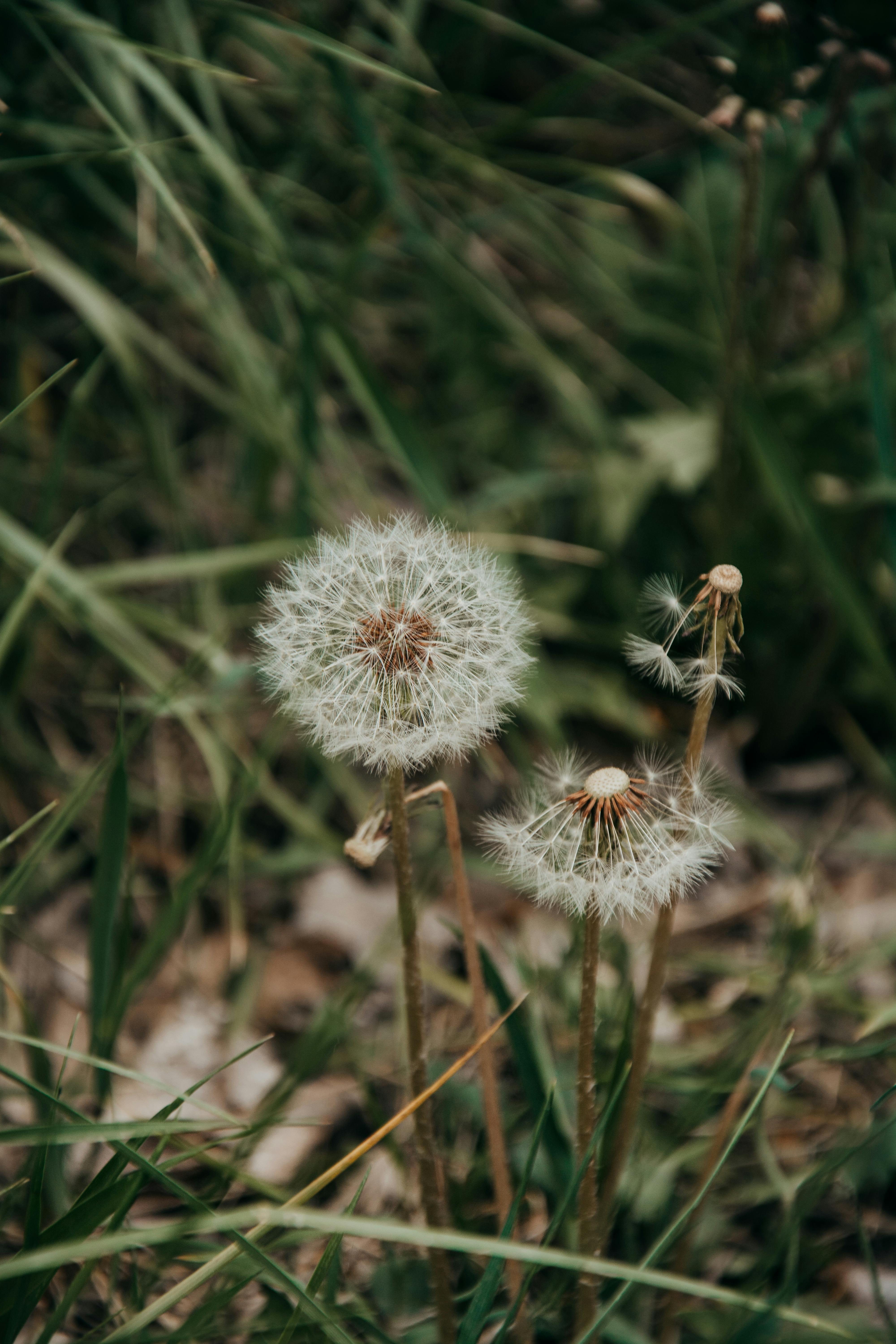 A detailed view of dandelions with fluffy seed heads in a grassy outdoor environment.