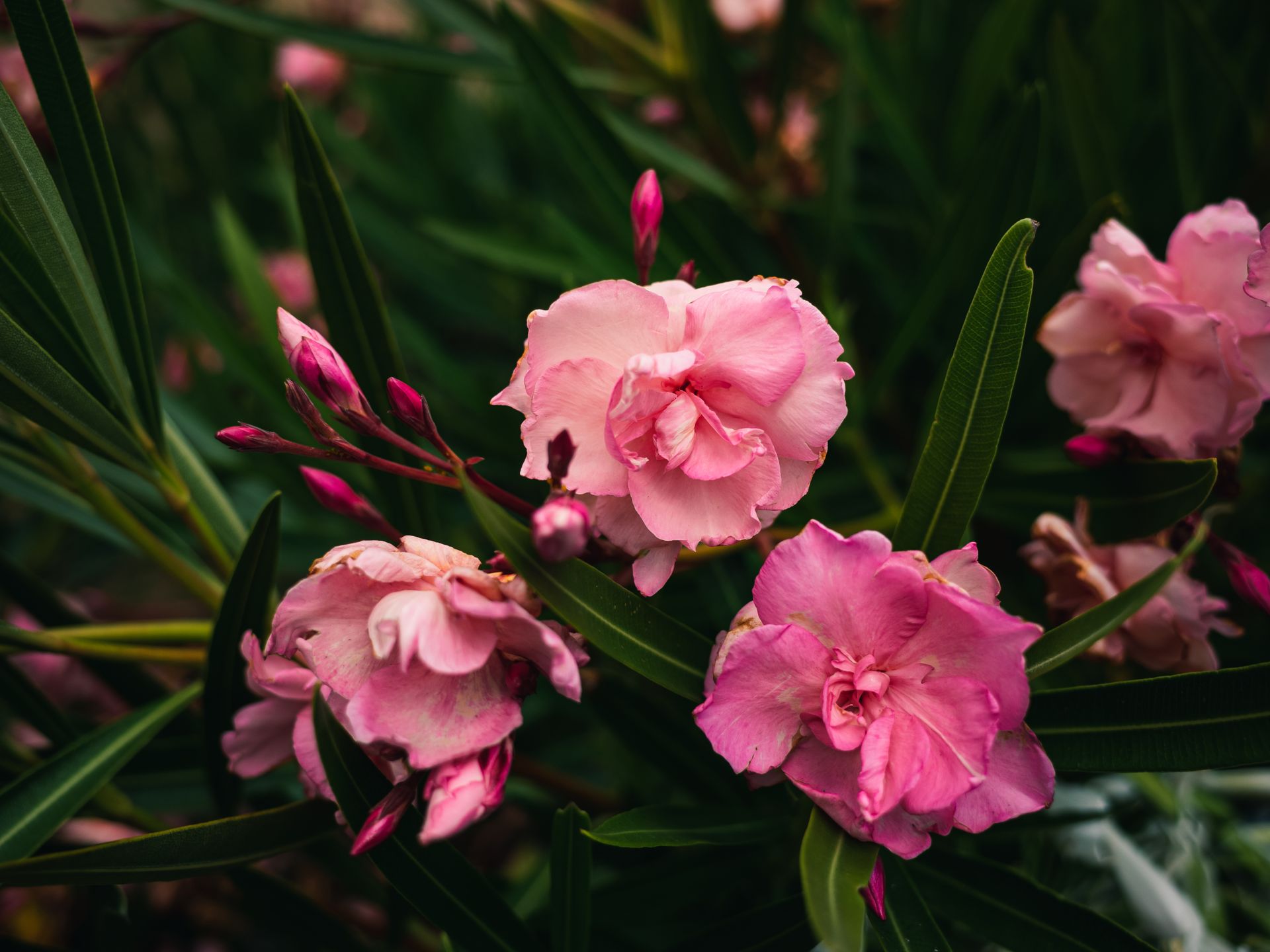 Vibrant close-up of pink oleander flowers showcasing their delicate petals and lush green foliage.