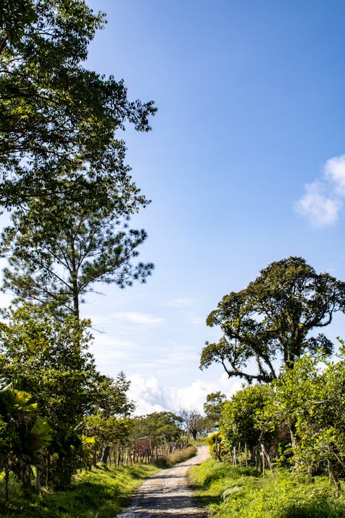 Photos gratuites de arbres, arbustes, buissons